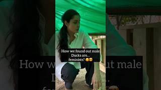Duck Diaries: Unexpected Lessons & Our Dream Aviary for Rescued Birds  #duck #animals