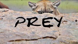 Prey (Prod by Streetz Myestro)