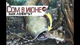 Как поймать сома в июне?