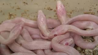 SerpenCo 2008 Corn Snake babies 1 of 3