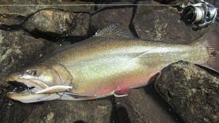 Record Brook Trout - Angler -  Todor Ivanov - Bulgaria