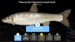 РАЗДАЧА УГАЯ и СУПЕР ФАРМ СЕРЕБРА на ЯМЕ и 2 ТОЧКИ на ТАРАНЬ для НОВИЧКОВ в Русской Рыбалке 4! РР4