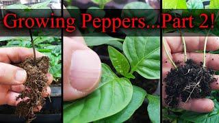 Growing Peppers Part 2 of 3 - The Definitive Guide