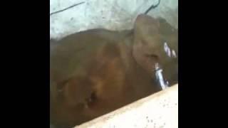 Southern Stingrays pre-mating