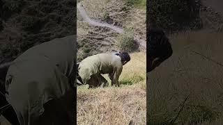 #nature #ajknews #kashmirvlog