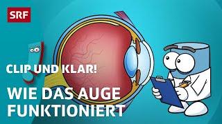 Wie ist dein Auge aufgebaut? | SRF Kids – Clip und klar! | Für Kinder erklärt