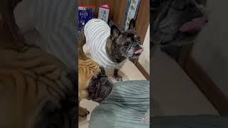 French Bulldogs Super Really Boring Advent Calendar Experience #frenchie #frenchbulldog #frenchies