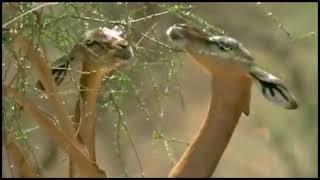 The Antelope    Dik Dik, Impala & Gerenuk