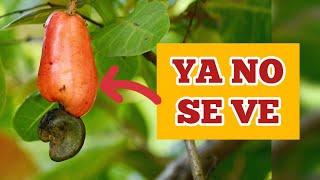 10 CURIOSIDADES que NADIE te ha contado sobre CHIRIQUÍ, PANAMÁ (La sexta es mi favorita)