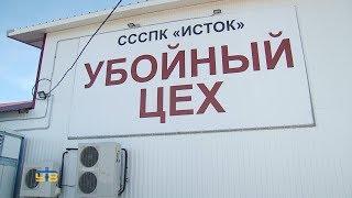 Убойный цех в деревне Тютрина вышел на полную производственную мощность