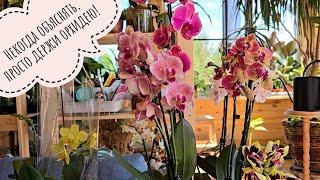 I bought it! An overview of the new bright orchids. The Orchidium exhibition is coming soon!