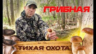 За 2 минуты - ведро грибов! Тихая охота за грибами! #тихаяохота