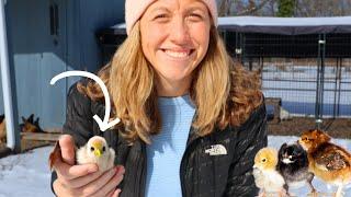 Raising Chicks In Cold Weather? | Why WINTER is the BEST Time for Raising Chicken