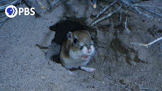 Meet the Kangaroo Rat