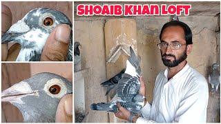 Shoaib Khan Loft Visit Part 2 | Racing Pigeon 2024 | Pigeon Loft | Kalapati