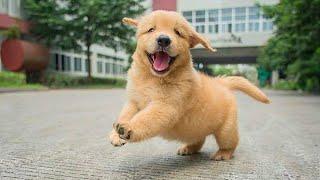 Funny Puppies are here to MAKE YOU LAUGH!  New Funny Dogs 2024