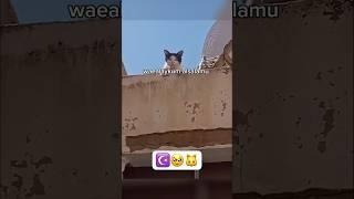 #cat #cats #catlover #catvideos #animals #islam #muslim #allah #namaz #shorts #кот #ислам #quran #yt