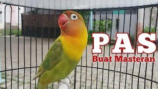 Pancingan Suara Burung Lovebird yang pas untuk Siang dan Malam hari, masteran labet ngekek panjang