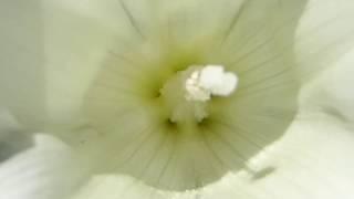 Hedge bindweed - Calystegia sepium - Vafningsklukka - Klifurjurtir - Villtar plöntur