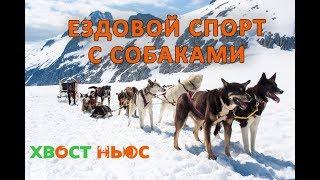 Все про ездовой спорт с собаками