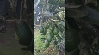 New Zealand avocado