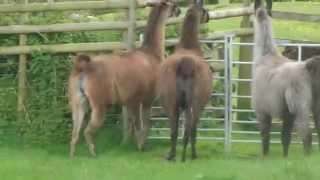 New llamas meet one of the stud males.