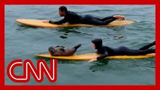 Adorable baby seal shows off its surfing skills