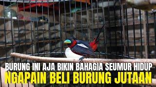 NGAPAIN BELI BURUNG HARGA JUTAAN ! BURUNG INI AJA SUDAH BIKIN BAHAGIA SEUMUR HIDUP