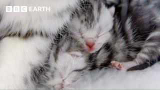 Cat Mum Feeds Her Newborn Kittens | Wonderful World of Puppies | BBC Earth