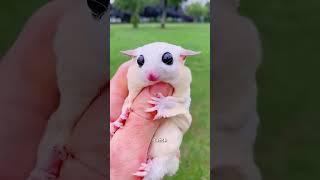 Sugar glider #animals #cute #sugarglider