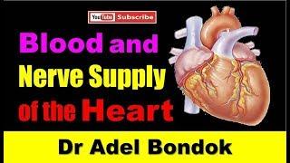 Blood Supply and Nerve Supply of the Heart, Dr Adel Bondok