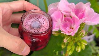 I am delighted! Geranium never bloomed like this! Here is a simple top dressing for lush flowering.