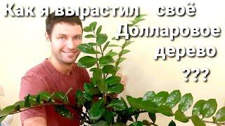 Как вырастить большой ЗАМИОКУЛЬКАС /Уход, полив, пересадка , размножение. Долларовое дерево.