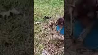 Smart and cute monkey Chita looking for firewood #cuteanimals #funny #animallife #monkey