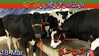 Cow Market Latest Update , Cow Farming, Dairy Farming In Pakistan,/ Luddan Mandi.PK