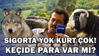 Keçide Para Var mı? Sigortamız Yok Dağları Kurtlar Ele Geçirdi" / Abi Nerdesin?