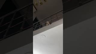 The way they react is so adorable#shihtzu#viralshort.#shihtzulover #doglovers#dogforlife#shorts