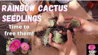 Repotting Rainbow Cactus Seedlings