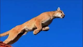 Cougar Tribute - Free Animal