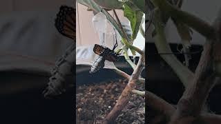 Beautiful monarch butterfly transformation #butterfly #monarch #viralvideo #fyp #beautiful #amazing