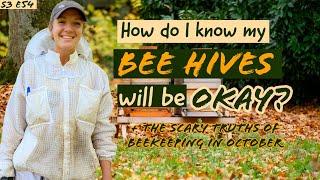 Beekeeping In October, Should I Panic?! Beekeeping 101 #beekeeping