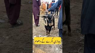 Dangerous Goat in Action | Aggressive Bakra | Mera Shauk Official
