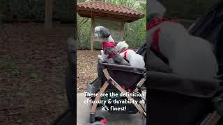 Riding in style in our HPZ Pet Rover Stroller! 