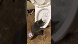 Spa day in a toilet ball. 