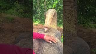 Animalsonline #elephant #feeding #bananas #trunk #ride #elephantride #pet #Thailand (2)