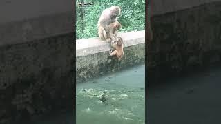 #monyet yang menyelamatkan anaknya dari ganasnya buaya# dunia binatang#,dunia monyet#shortsfund#prt2