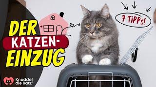 KATZE EINGEWÖHNEN | 7 Tipps um deine Katze an ihr neues Zuhause zu gewöhnen