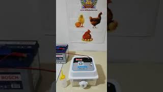 12 li Hobby Kulucka Makinası Civciv, Tavuk, Yumurta, ELIF, Kuluçka, KULUCKA,
