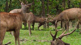Deers Fighting || Like On National Geographic