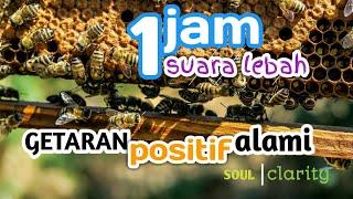 1 JAM SUARA LEBAH - SUARA TAWON - GETARAN POSITIF ALAMI - SOUND OF BEES - POSITIVE VIBRATION